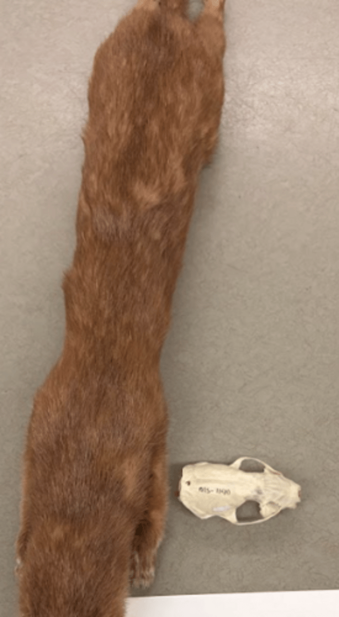 <p>What is this specimen?</p>