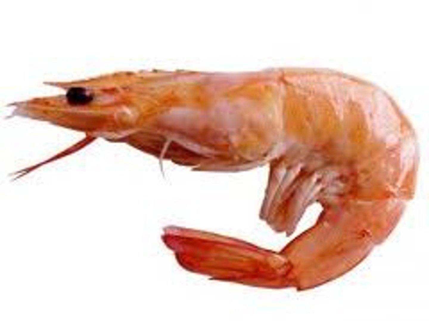 <p>shrimp, prawn</p>