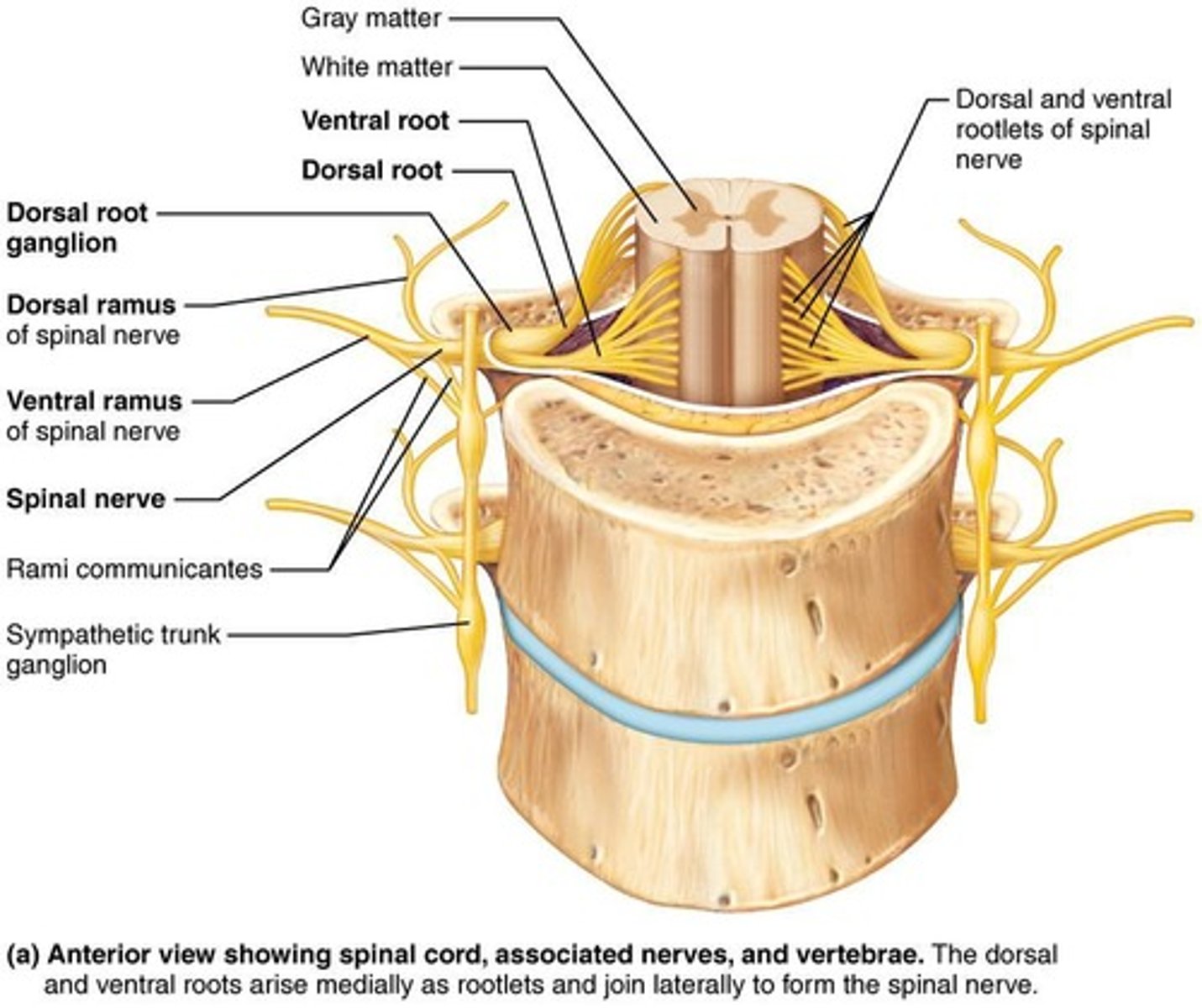 <p>The dorsal root carries sensory (afferent) input to the spinal cord, while the ventral root carries motor (efferent) output from the spinal cord.</p>