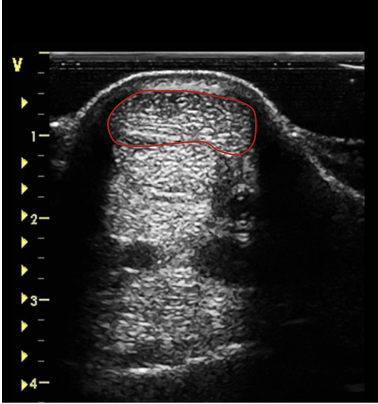 <p>what is the red circling?</p>