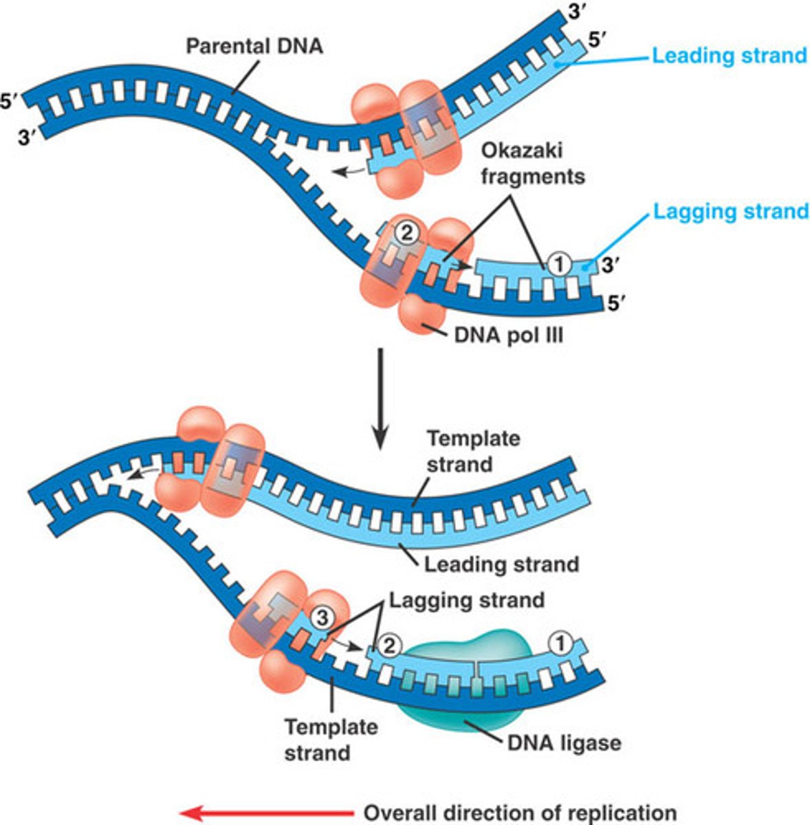<p>DNA polymerase III adds nucleotides in a 5′ to 3′ direction</p>