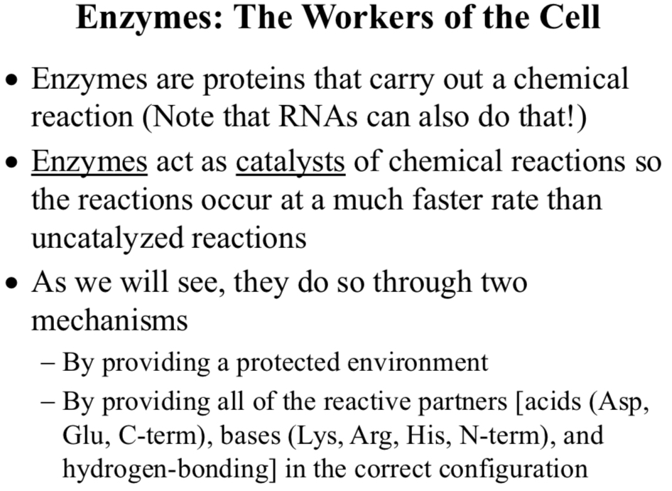 <p>Enzymes are proteins that carry out a chemical reaction (Note that RNAs can also do that!)</p>