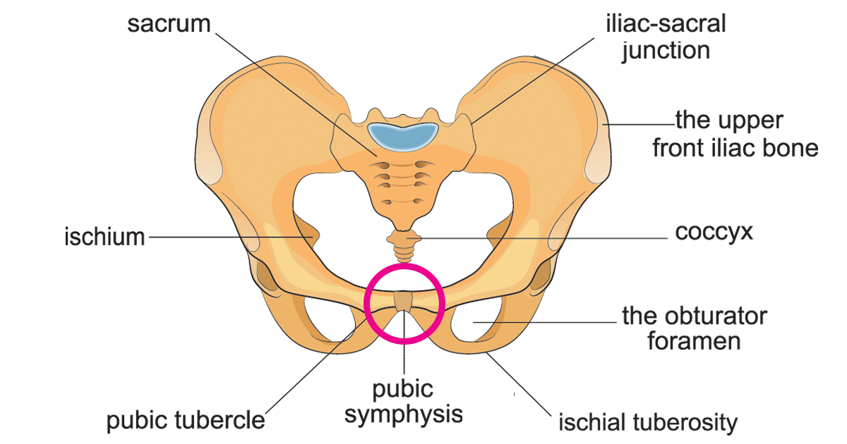 <p>pubic symphysis</p>