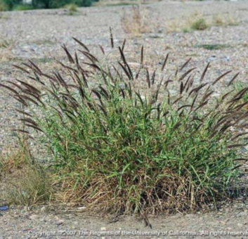 Buffelgrass