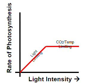 <ul><li><p>higher LI= higher rate of e- excitation= higher rate of LDS</p></li><li><p>after certain point, no change as other factor is limiting</p></li></ul><p></p>