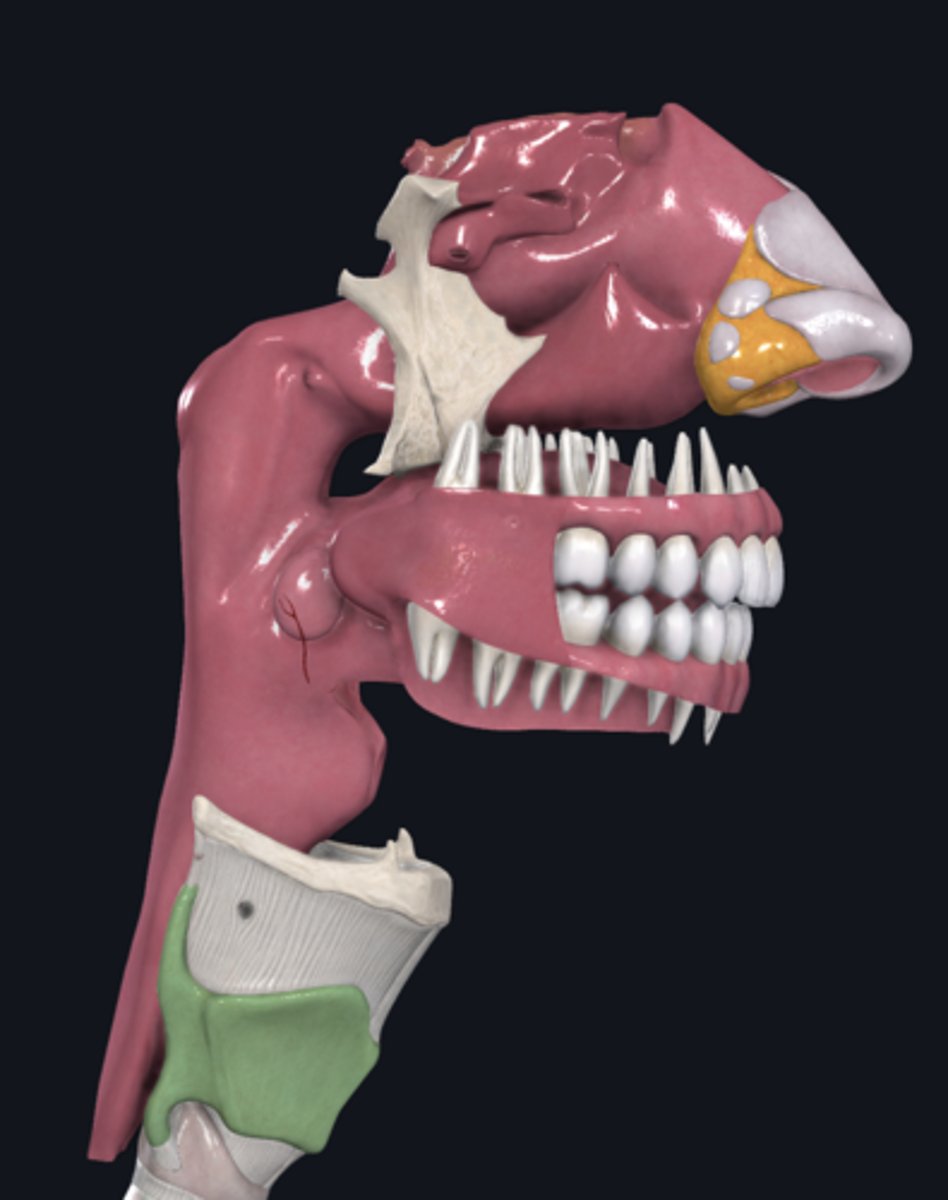 <p>name the green portion</p>