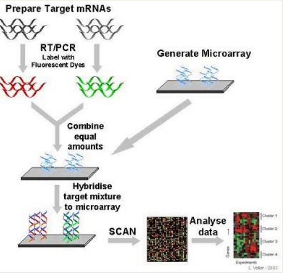 Allows the simultaneous evaluation of expression levels for hundreds or
thousands loci
- DNA attached to solid
support 
-- i.e. glass slide, gene chip
- RNA is labeled
-- During cDNA synthesis 
- Can have normal expression or have different expression 
- Increases through info 