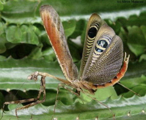 <p>praying mantids</p><ul><li><p>enlarged fore legs</p></li><li><p>moveable head</p></li><li><p>voracious female&nbsp;</p></li></ul><p></p>
