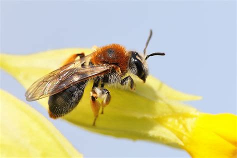 <p>Unterordnung</p>