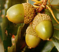 <p><span>Acorns large, stalked, dark-brown and football shaped. Cap thin, covers 1/3 to 1/2 of nut, scales somewhat fused. HUGE.</span></p>