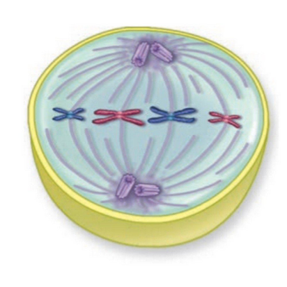 <p>What phase of mitosis is this?</p>