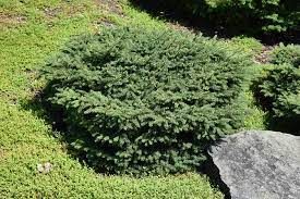 <p>singular, short, compacted growth needles; light green</p><p>dwarf cultivar of Norway Spruce</p><p>susceptible to mites</p><p>short compacted growth that is often wider than tall</p>