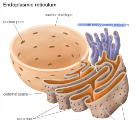 <p>ER that <strong>lacks</strong> <strong>ribosomes</strong>. Synthesizes lipids and detoxifies drugs and poisons</p><p><span style="color: purple">(more poisons = higher detoxification rate)</span></p>