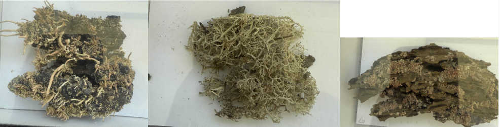 <p>What type of lichen is this<br>(shrubby/hair-like, grows erect or hang straight down)</p>