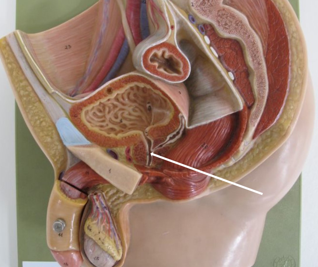 <p>deel urethra</p>