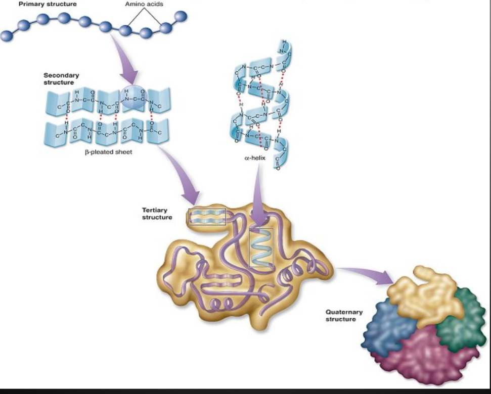 <ul><li><p><span>Some proteins consist of<strong> two or more polypeptide chains </strong>combined into one functional macromolecule&nbsp;</span></p></li><li><p><span>Same types of bonds/interactions as tertiary structure&nbsp;</span></p></li><li><p><span><strong>The final structure of a protein (confirmation) is critical as its orientation and shape is directly related to its function. Many diseases and disorders are a result of an improperly functioning protein.</strong></span></p></li></ul><p></p>