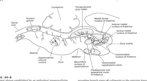 <ul><li><p>Axons of the RF neurons have a typical behavior —</p><ul><li><p>Very long &amp; can bifurcate along the brainstem’s longitudinal axis with one rostral &amp; one caudal branch — </p></li><li><p>Meaning that one neuron can affect structures located very rostral (cerebral cortex), and neurons located caudally —</p><ul><li><p>Ex. one single neuron can reach with one branch the cerebral cortex &amp; with the other the caudal-most neuron of the spinal cord —</p></li></ul></li></ul></li><li><p>Thus, neurons of the RF are able to affect a lot of systems</p></li><li><p>Not pseudounipolar neurons — have dendrites &amp; both branches are output portions</p></li><li><p>Structure in image belongs to a very typical neuron of the RF but not to all of them — many neurons that either project rostrally or caudally</p></li></ul>