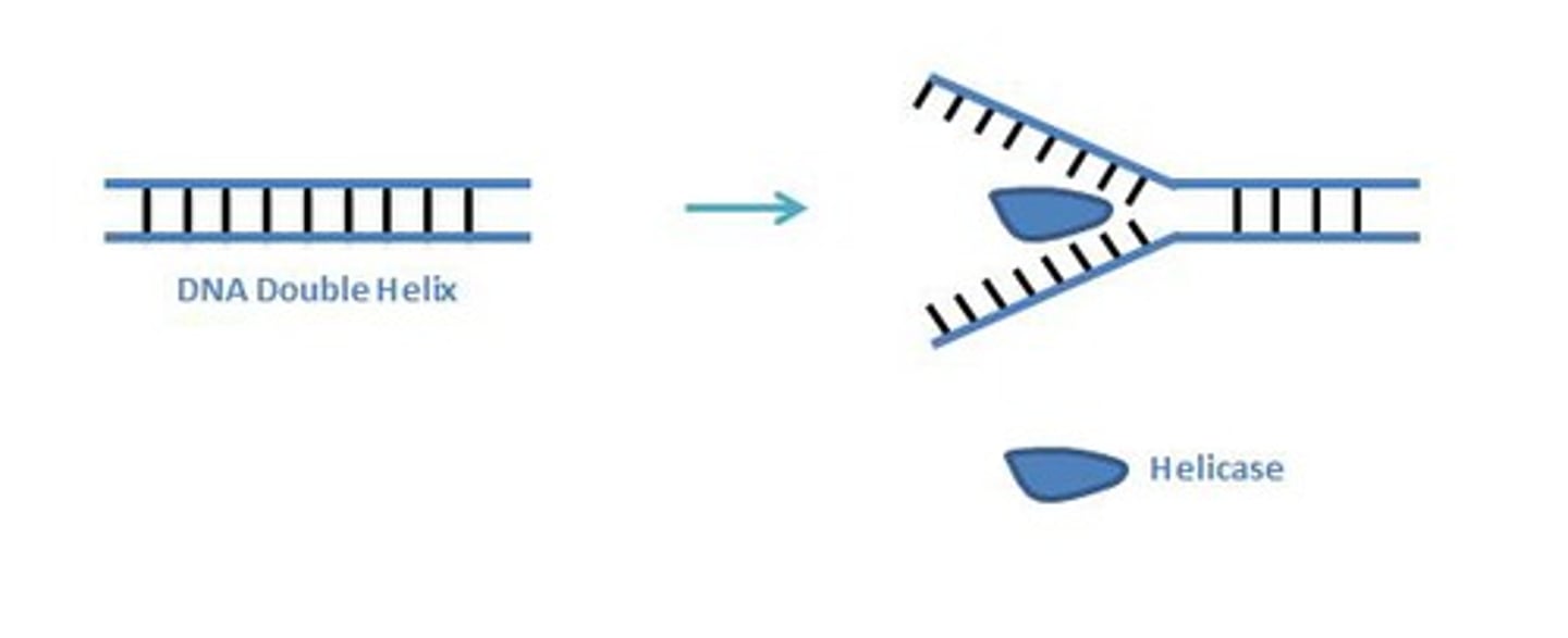 <p>An enzyme that untwists the double helix of DNA at the replication forks, separating the two parental strands</p>