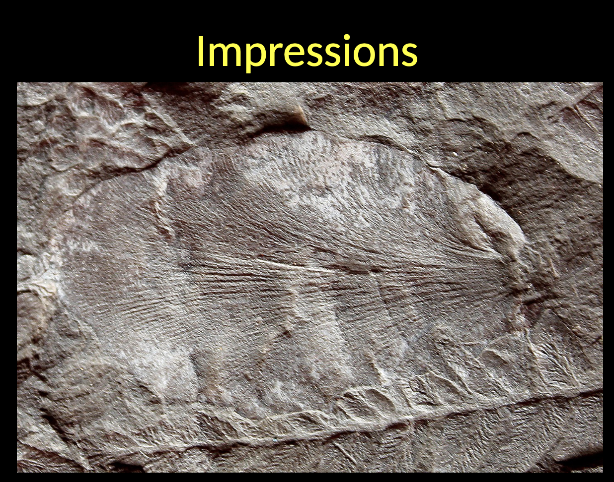 <p>Impressions:</p><ul><li><p>Fossils that are produced by a DEAD organisms in SOFT SEDIMENT due to its weight and that of the sediment added on top of it during the process of ORGANIC matter decay </p></li></ul><p></p>