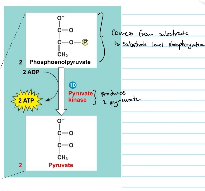 <p>glycolysis - step 10</p>