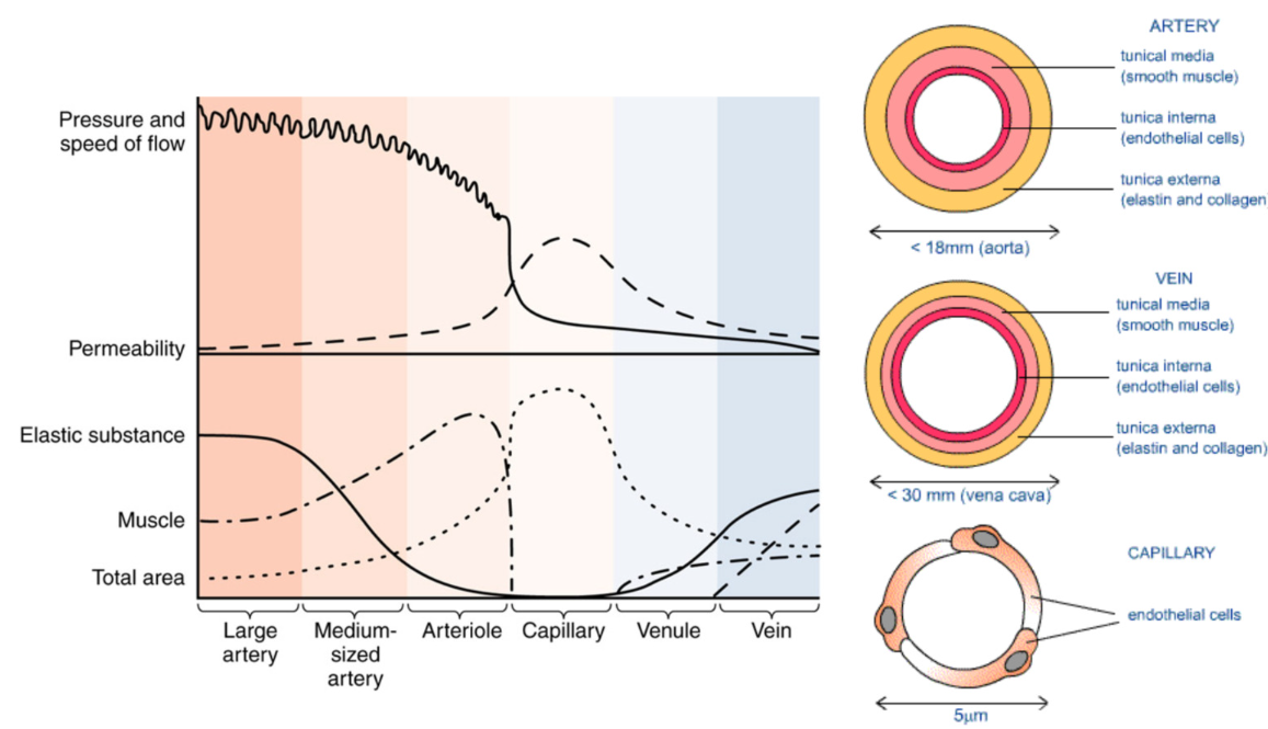<p>Artery</p><ul><li><p><u>carry blood away from heart</u></p></li><li><p>thick walls</p><ul><li><p>most elastic tissue</p></li><li><p>most smooth muscle</p></li></ul></li></ul><ul><li><p>highest pressure</p></li><li><p>large arteries branch into → small arteries (arterioles) → capillaries → capillary beds</p></li></ul><ul><li><p>lowest permeability between blood and ISF</p></li><li><p>most smooth muscle in arterioles</p></li><li><p>blood flow via smooth muscle contraction</p></li></ul><p></p><ul><li><p>Structure: round, relatively thick wall</p><p>Tunica intima→ endothelium (rippled due to</p><p>vessel constriction), internal elastic</p><p>membrane (present)</p><p>Tunica media→ thick, smooth muscle cells,</p><p>and elastic fibers, external elastic membrane</p><p>(present)</p><p>Tunica externa→ collagen and elastic fibers</p><p>Function: Arteries move blood AWAY from</p><p>the heart</p><p>NO VALVES!</p></li><li><p>HIGHEST PRESSURE, MOST ELASTIC SUBSTANCE</p></li></ul><ul><li><p> LEAST PERMEABLE, LOWEST TOTAL SURFACE AREA)</p></li></ul><p></p><p></p><p>Vein</p><ul><li><p><u>carry blood towards heart</u></p></li></ul><ul><li><p>small veins (venules) → larger veins</p></li><li><p>less smooth muscle</p></li><li><p>less elastic tissue</p></li><li><p>lumen of vein larger > artery</p></li><li><p>blood flow via surrounding skeletal muscle contraction</p></li></ul><p></p><ul><li><p>Structure: flattened or collapsed, relatively</p><p>thin wall</p><p>Tunica intima→ endothelium (smooth)</p><p>Tunica media→ thin, lots of smooth muscle</p><p>cells and collagen fibers</p><p>Tunica externa→ collagen and elastic fibers,</p><p>smooth muscle cells</p><p>NO INTERNAL OR EXTERNAL ELASTIC</p><p>MEMBRANES</p><p>Function: Veins move blood TOWARDS the</p><p>heart</p><p>HAVE VALVES!!</p></li></ul><p></p><p></p><p></p><p>Capillary</p><ul><li><p><u>site of product exchange</u></p><ul><li><p>allow for nutrient/oxygen and waste exchange between the blood and surrounding cells</p></li></ul></li></ul><ul><li><p>only endothelium without tunica media or tunica adventitia</p></li><li><p>narrow lumen</p></li><li><p>low pressure</p></li><li><p>connect to arteries and veins</p></li><li><p>highest permeability</p></li><li><p>GREATEST TOTAL SURFACE AREA, MOST PERMEABLE</p><p>(Additionally, LEAST MUSCLE + ELASTIC TISSUE… bc only consist of tunica intima)</p></li></ul><p></p><p></p><p>Veins and Arteries connect at Capillary beds</p>