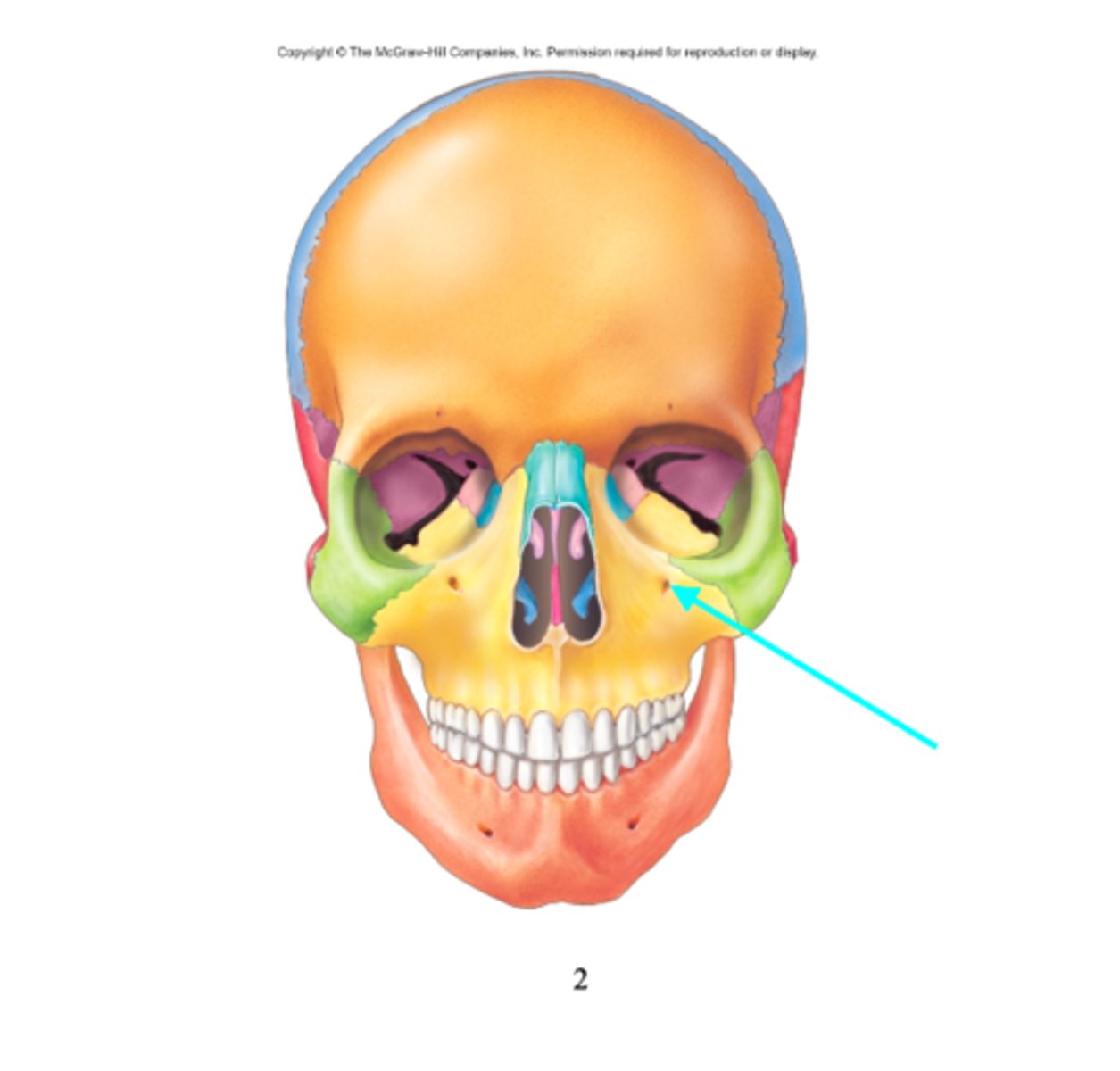 <p>What feature is the blue arrow pointing at?</p>