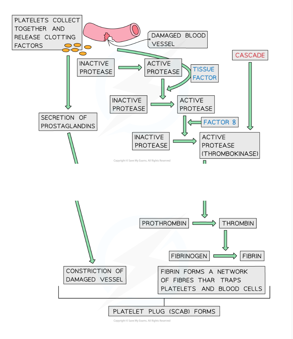 <p>physical: body tissues act as barriers, preventing the entry of pathogens - skin, mucous membrane of alimentary canal </p><p>cellular: cells detect and signal the presence of pathogens - protective substances secreted and pathogens ingested + digested </p><p>chemical: secreted substances generate an inhospitable environment for growth of pathogens - substances can trap pathogens, causing them to burst, or preventing them from entering cells and reproducing </p><p>commensal organisms: harmless bacteria and fungi present on and in the body compete with pathogens for nutrients </p>