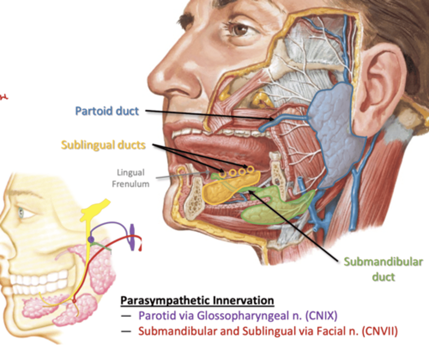 <p>-many small glands in mucosa</p><p>3 major bilateral glands:</p><p>--Parotid- outside cavity</p><p>--Submandibular- outside cavity</p><p>--Sublingual- inside cavity</p><p>-parasymp stimulation/ symp suppression</p>