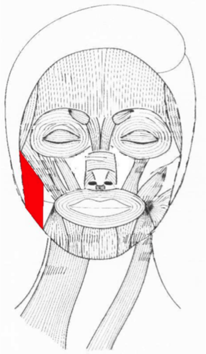<p>Cheek to jaw: Clenches teeth and raises lower jaw (chewing)</p>