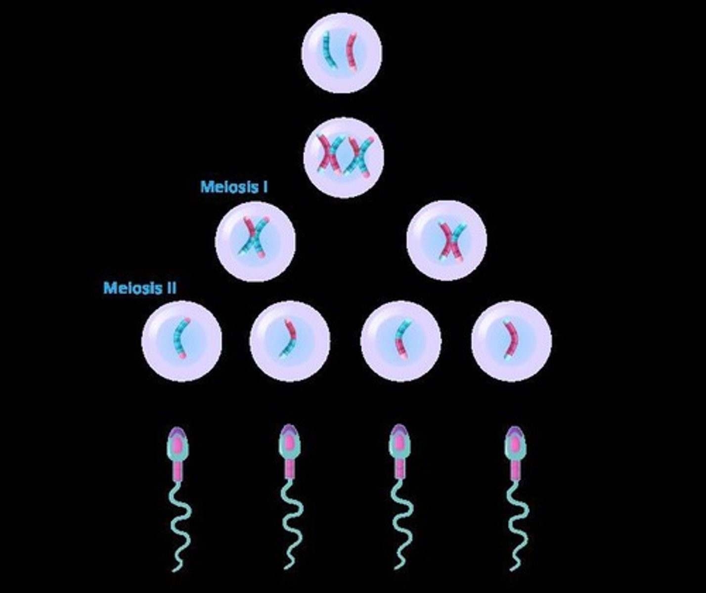 <p>The process of sperm formation in males.</p>