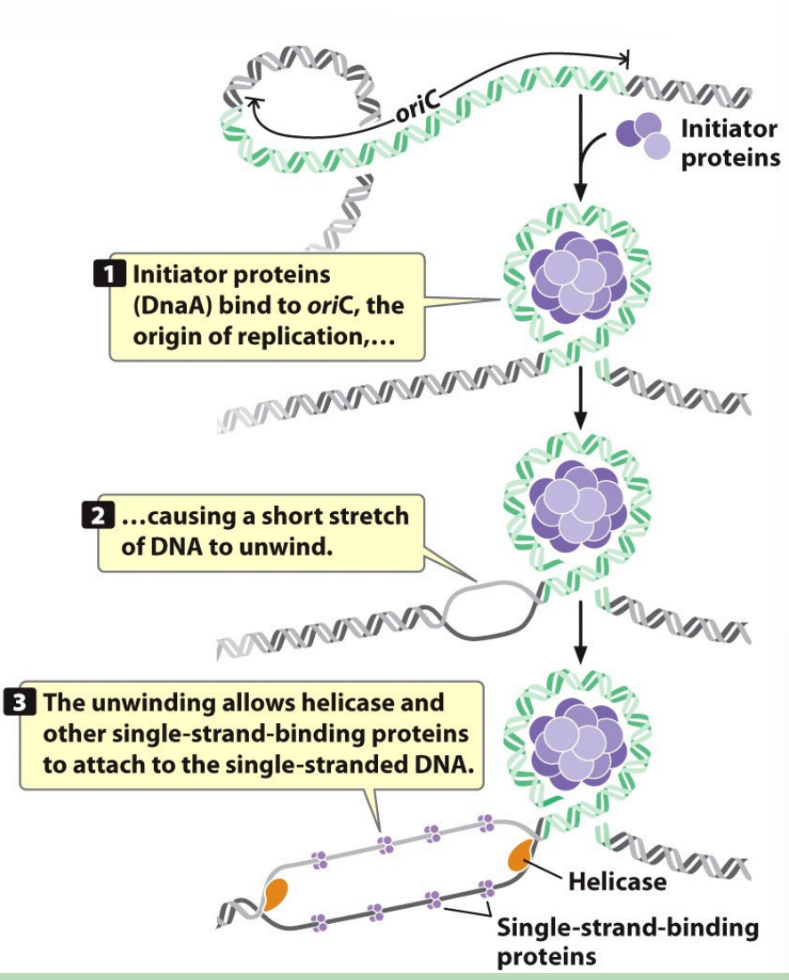 <p>- Initiator proteins</p><p>- Helicase</p><p>- SS Binding proteins</p><p>*Ori C is the origin of replication* (WHOLE BUNCH OF A-T that opens up next to the Ori C)</p>