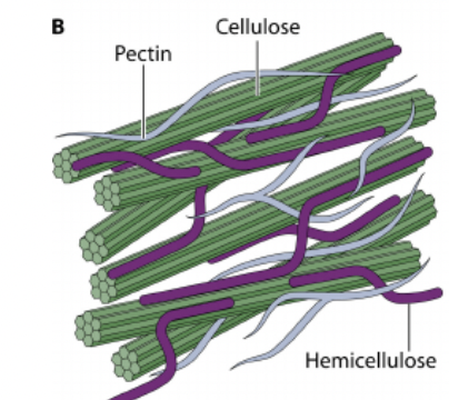 <p>Structural Carbohydrate - potentially digestible</p><p><span>Support by cross-linking with cellulose and lignin</span></p>