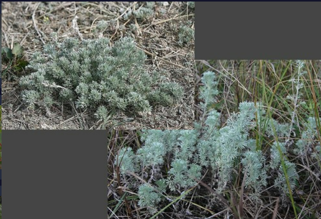 <p>- Fine, soft leaves deeply lobed with each lobe repeatedly dissected.</p><p>- Smells like sagebrush</p><ul><li><p>Grayish-green color</p></li></ul><p>- Half shrub</p><p>- Increaser species</p>