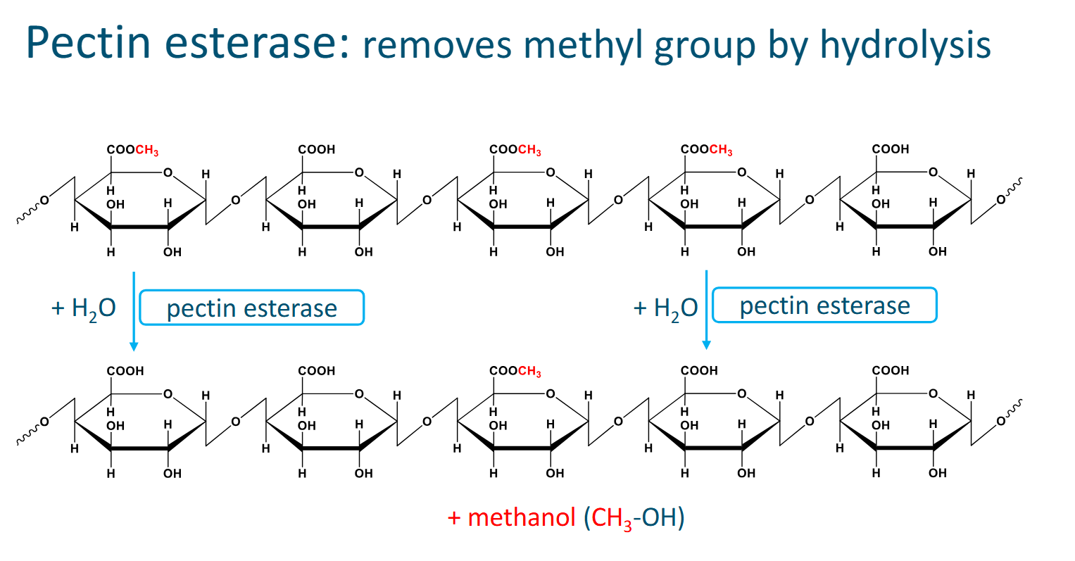 <ul><li><p>Is an esterhydrolase</p></li><li><p>Very specific to the methyl ester group</p></li><li><p>Saponifies the astro bond, introducing water and releasing a methanol group.</p></li><li><p>What is left is the carboxyl group</p></li><li><p>Pectin esterase turns a pectin with a high degree of methyl esterification such as DM70 pectin, into a pectin with a low degree of methyl esterification such as DM30</p></li></ul><p></p>