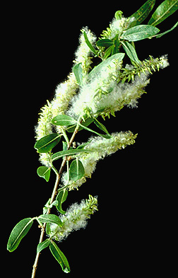 <p>Scientific Name</p>