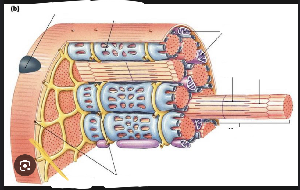 <p>identify the structure of skeletal muscle </p>