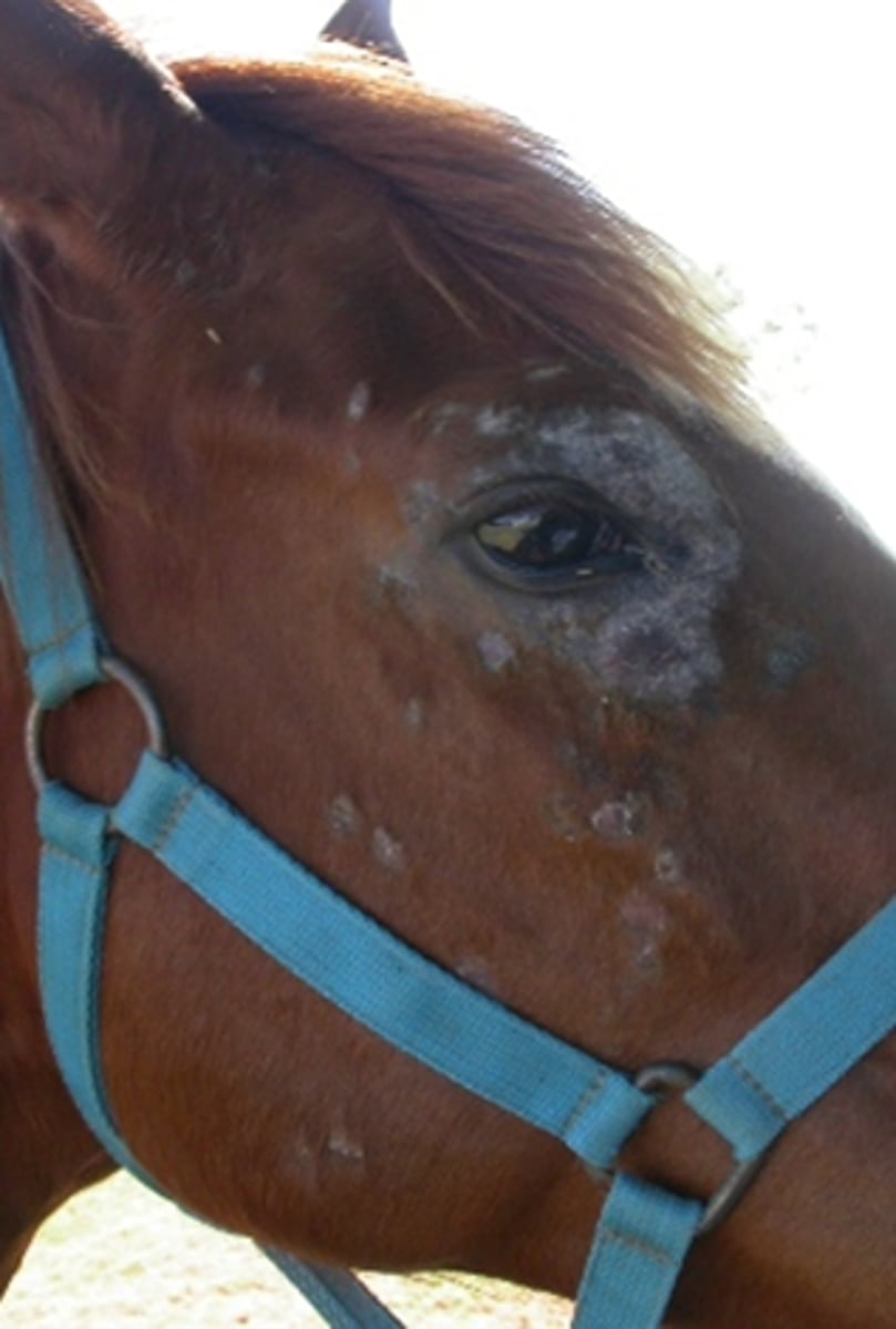 <p>Ringworm</p><p>Trichophyton and Microsporum spp. of fungi</p><p>Superficial cutaneous fungal infection (invasion of stratum corneum)</p><p>Highly contagious, direct/indirect contact</p><p>Can survive on equipment for 12 months</p><p>Signs: Small round lesions covered w small scales</p><p>DX: Wood lamp, culture, histologic exam</p><p>TX: Povidone-iodine, sulfur dip, antifungals, captan, thiabendazole ointment</p><p>Treat environment w dilute bleach</p>