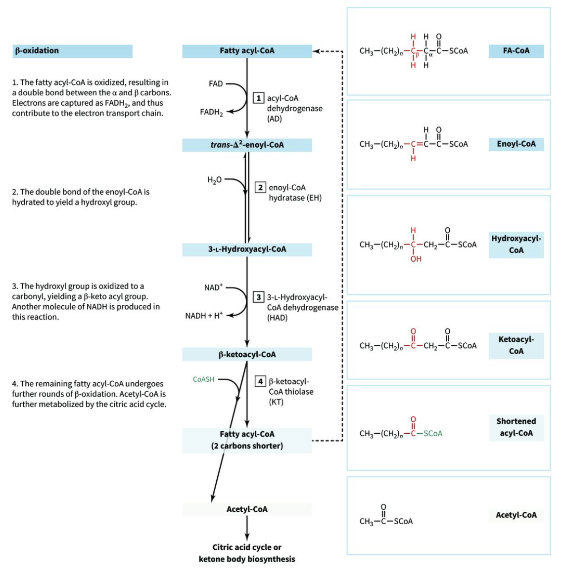 <ol><li><p>oxidation</p><ol><li><p>acyl-CoA dehydrogenase</p></li><li><p>consumes 1 FAD</p></li><li><p>makes trans-∆2-enoyl-CoA</p></li></ol></li><li><p>hydration</p><ol><li><p>enoyl-CoA hydratase</p></li><li><p>makes 3-L-hydroxyacyl-CoA</p></li></ol></li><li><p>oxidation</p><ol><li><p>3-L-hydroxyacyl-CoA dehydrogenase</p></li><li><p>consumes 1 NAD+</p></li><li><p>makes beta-ketoacyl-CoA</p></li></ol></li><li><p>thiolysis</p><ol><li><p>beta-ketoacyl-CoA thiolase</p></li><li><p>makes fatty acyl-CoA that undergoes further beta-oxidation</p></li><li><p>uses CoA-SH to make acetyl-CoA for the citric acid cycle or ketone body biosynthesis</p></li></ol></li></ol>
