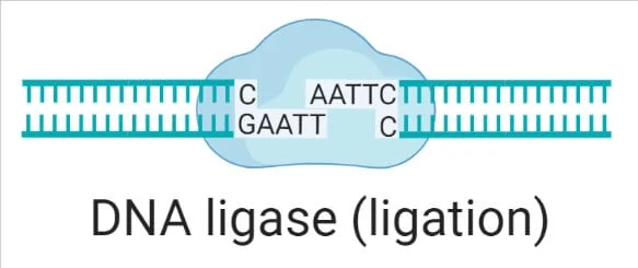<p>Et enzym som brukes til å “lime” (ligere) sammen DNA-fragmenter.</p>