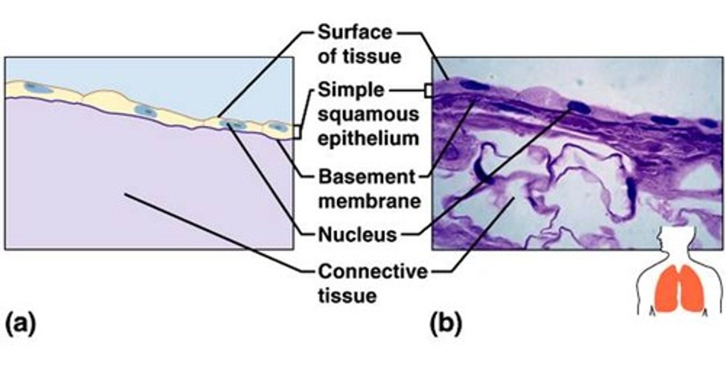 <p>Function: Allows passage of materials by diffusion and filtration in sites where protection is not important; secretes lubricating substances in serosae.</p><p>Location: blood vessels and lungs</p>