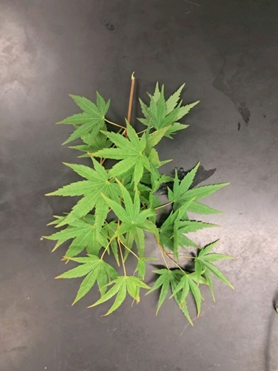 <p>Is this plant native to the United States?</p>