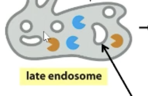 <p>The small vesicles in endosomes! Vesicles within vesicles—way for membrane lipids to be degraded.</p>