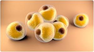 <p><strong>fat cells</strong></p><p></p>