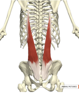 <p>Pars lumbalis</p><ul><li><p><strong>Proximaal:</strong> <span><span>dorsale zijde van het sacrum, fascia thoracolumbalis, proc. spinosus L5-T11, ligg. sacroiliaca dorsalia en het dorsaal deel vd crista iliaca</span></span></p></li><li><p><span><strong><span>Distaal: </span></strong><span>angulus costae ribben 6-12</span></span></p></li></ul><p></p>