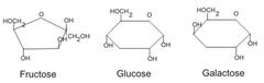 simple sugars (glucose, fructose, galactose)