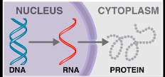 <p>During transcription, The RNA is processed to become messenger RNA, which then exits the nucleus via a nuclear pore.</p>