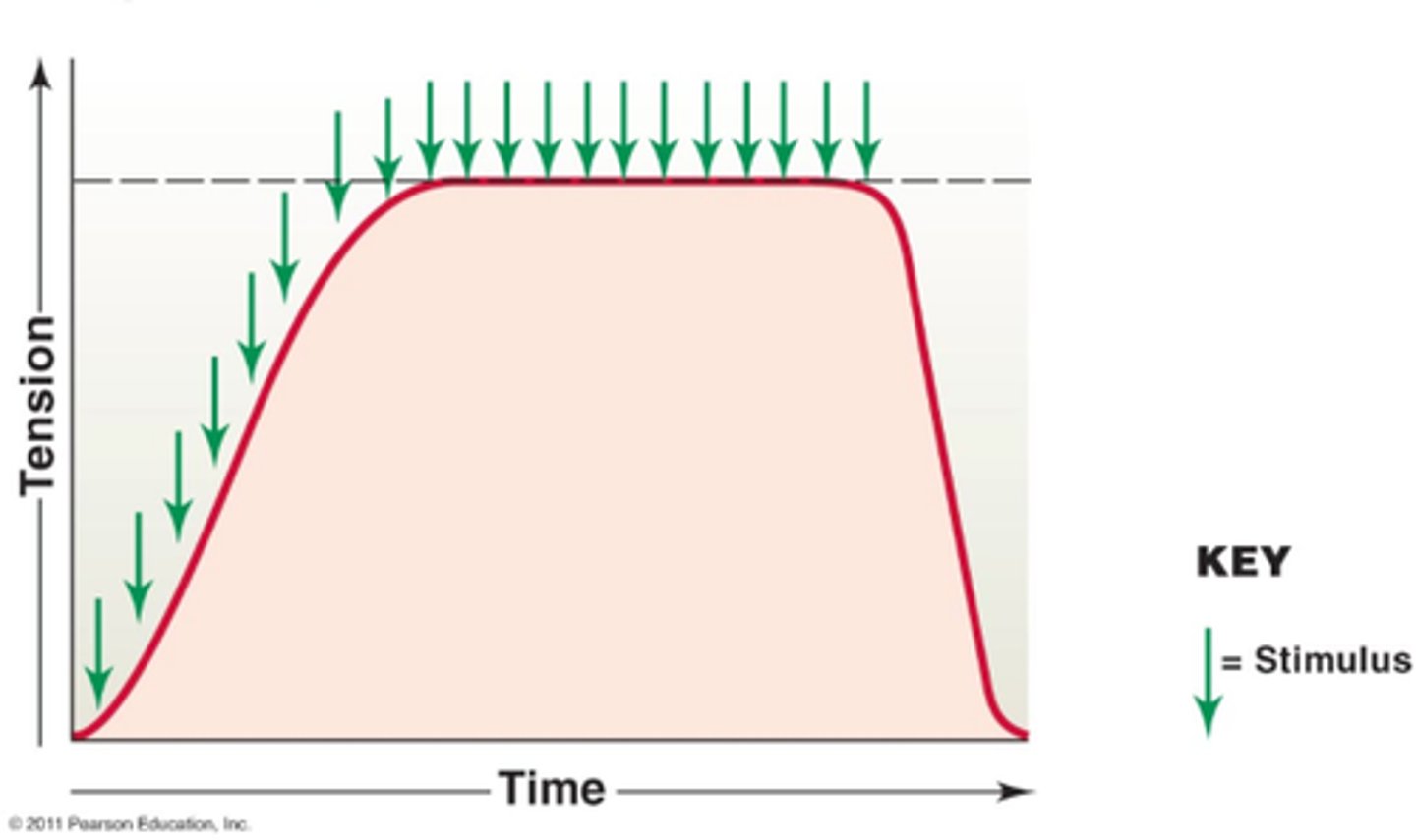 <p>when stimulus frequency is so high that no muscle relaxation takes place between stimuli</p>