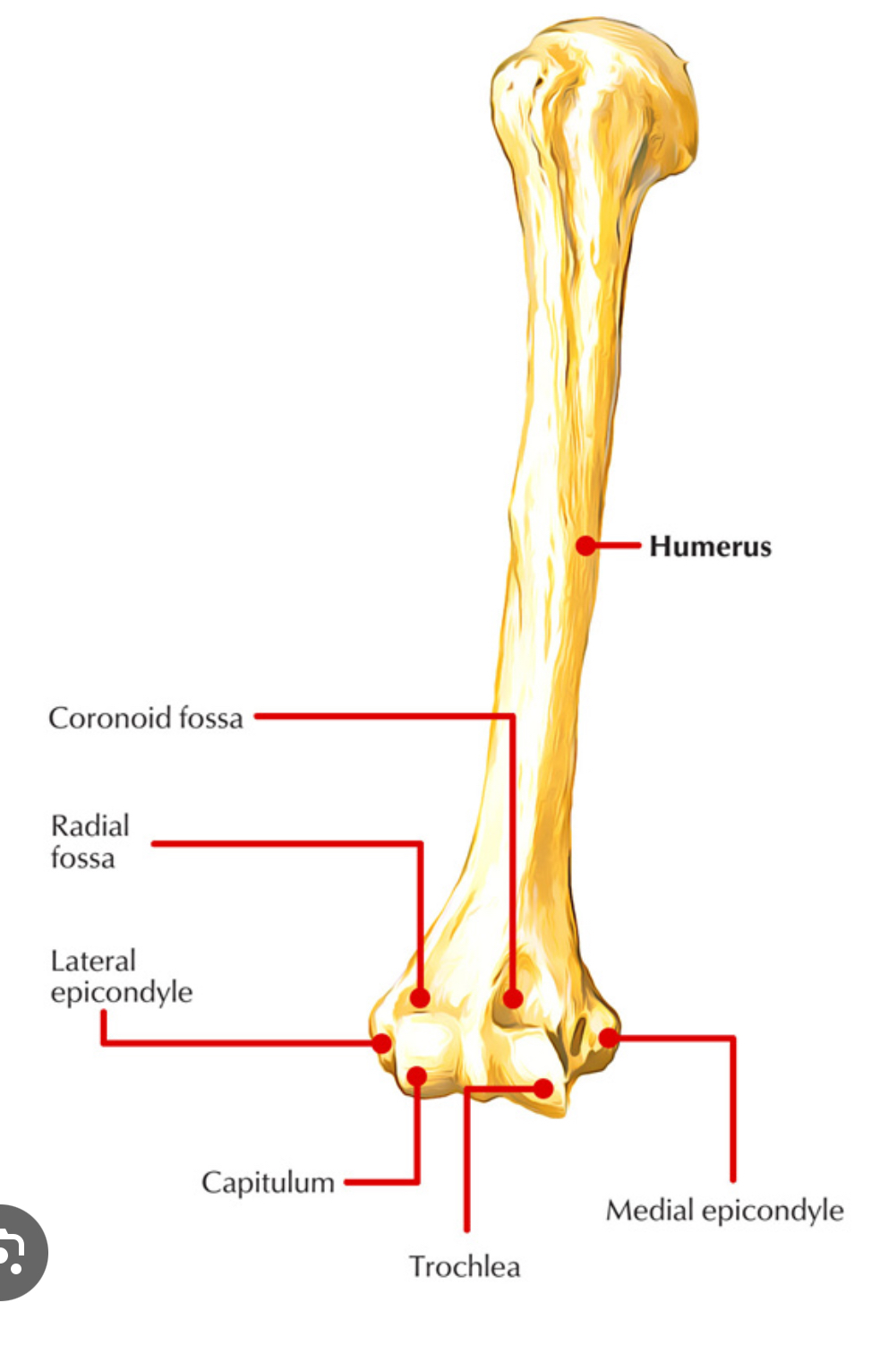 <p>medial epicondyle </p>
