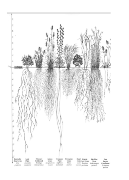 <p>3 strata in grassland: herbaceous plants, ground cover, and belowground root layer (can make up more than half of plant biomass and extends deep into soil</p>