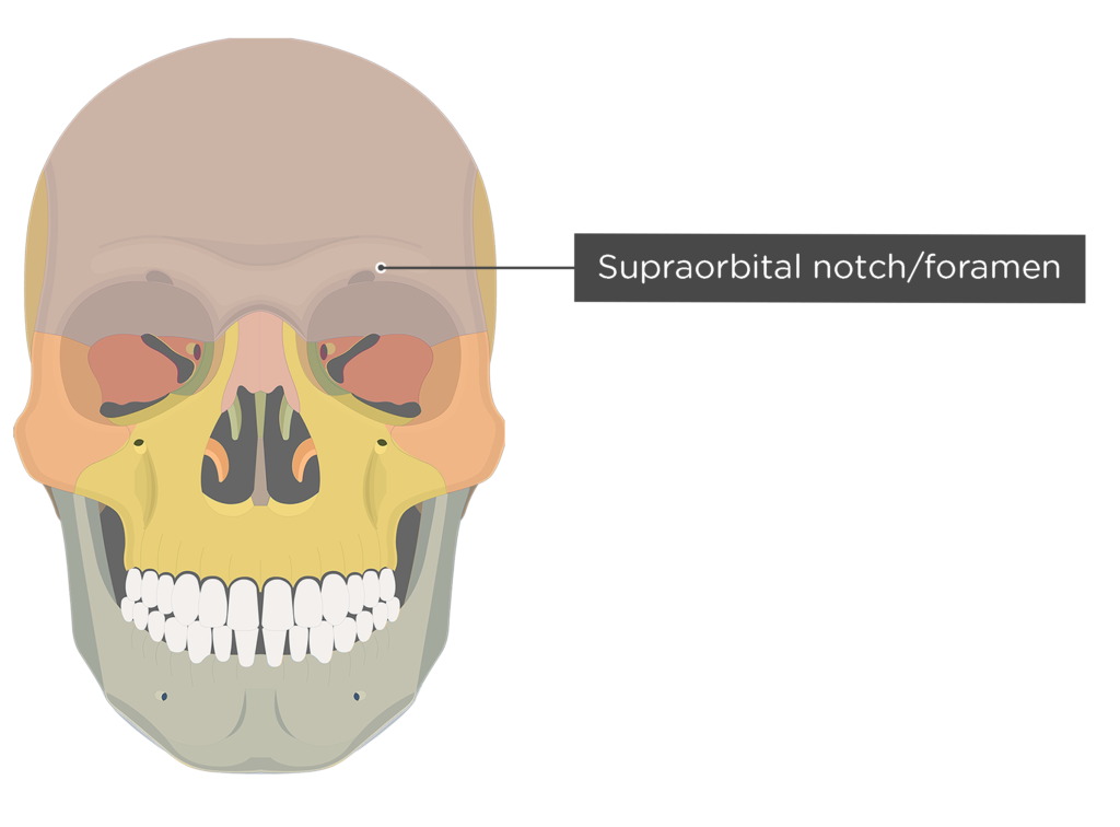 <p>Name the supraorbital notch/foramen</p>